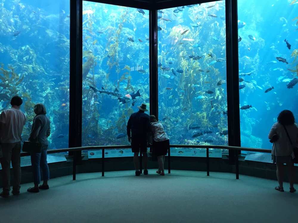 Monterey Bay Aquarium to reopen for visitors in July Santa Cruz